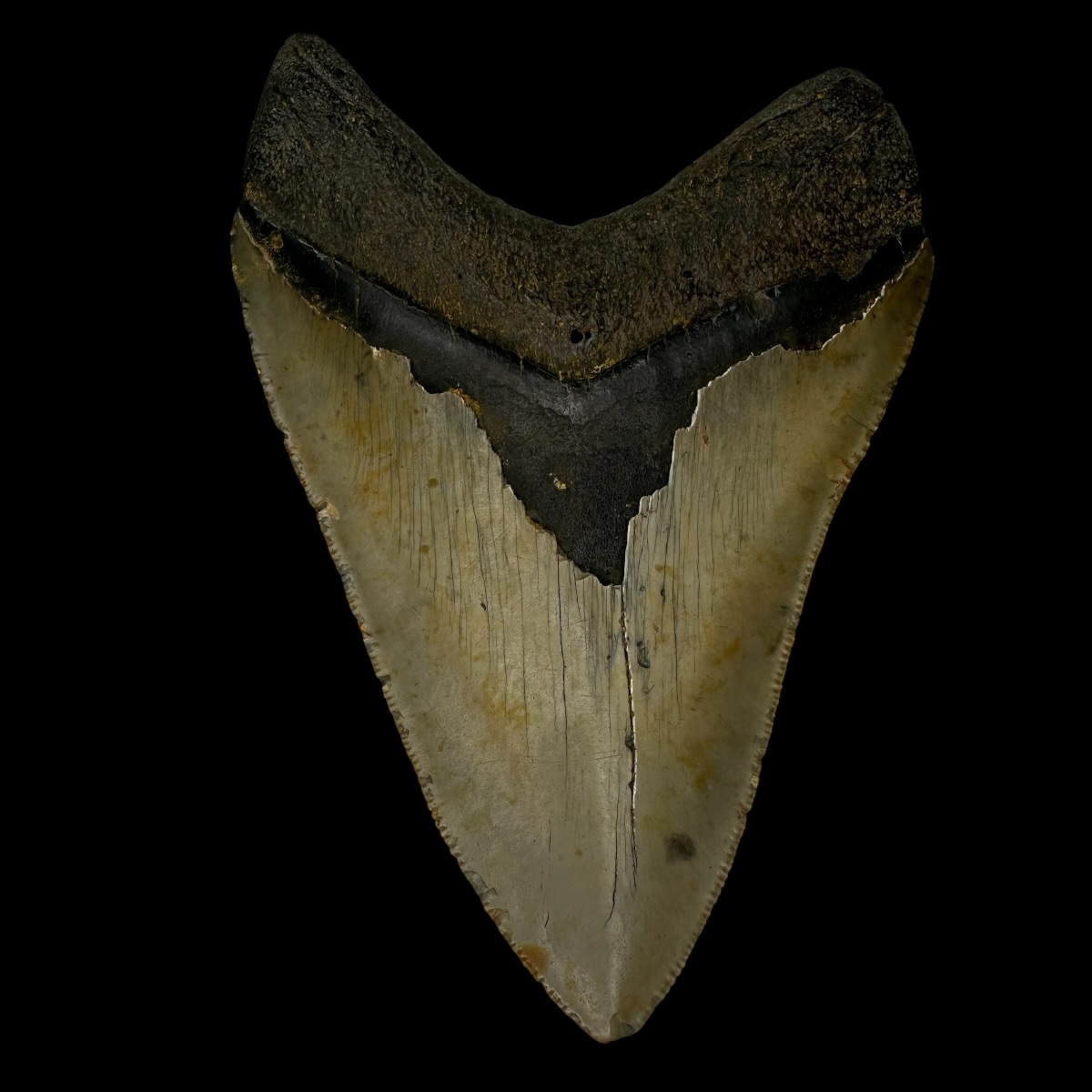 4.73" Megalodon Tooth Fossil - Image 2