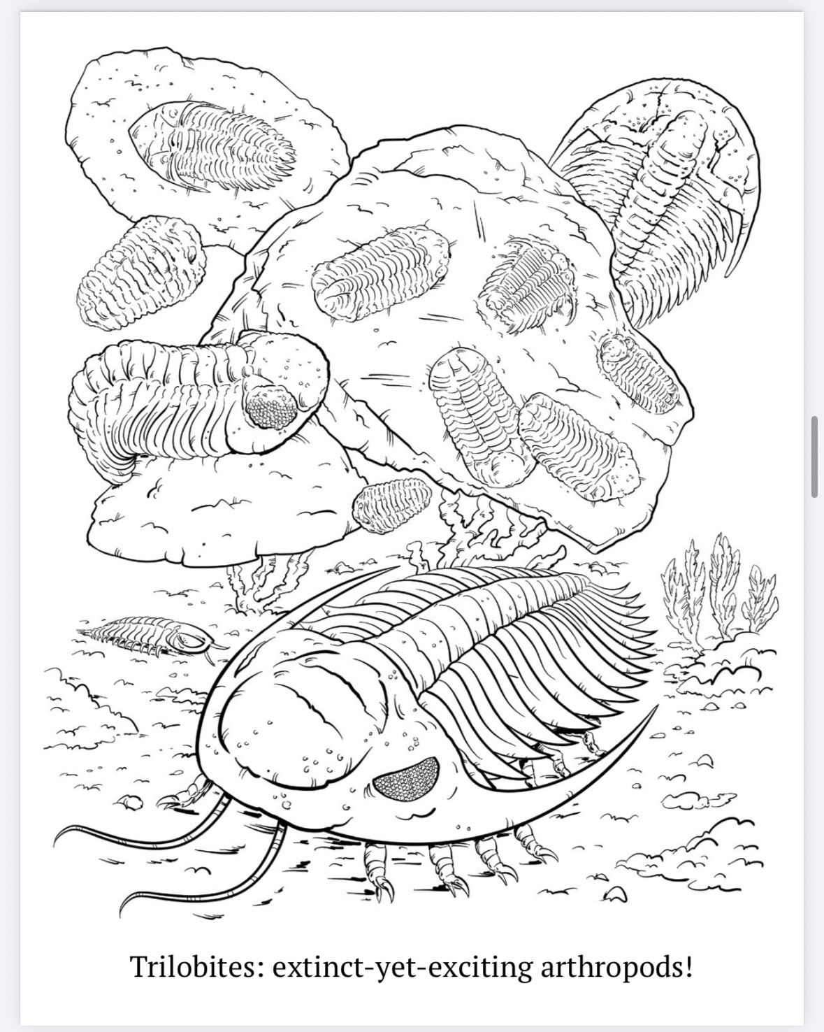 The Megalodon Shark Activity Book - Image 8