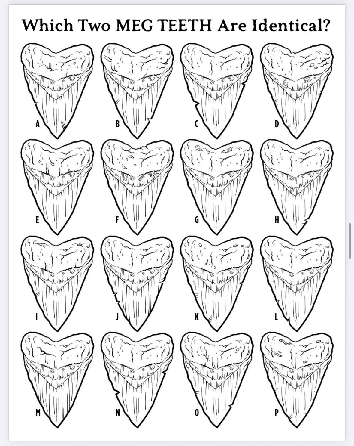 The Megalodon Shark Activity Book - Image 9