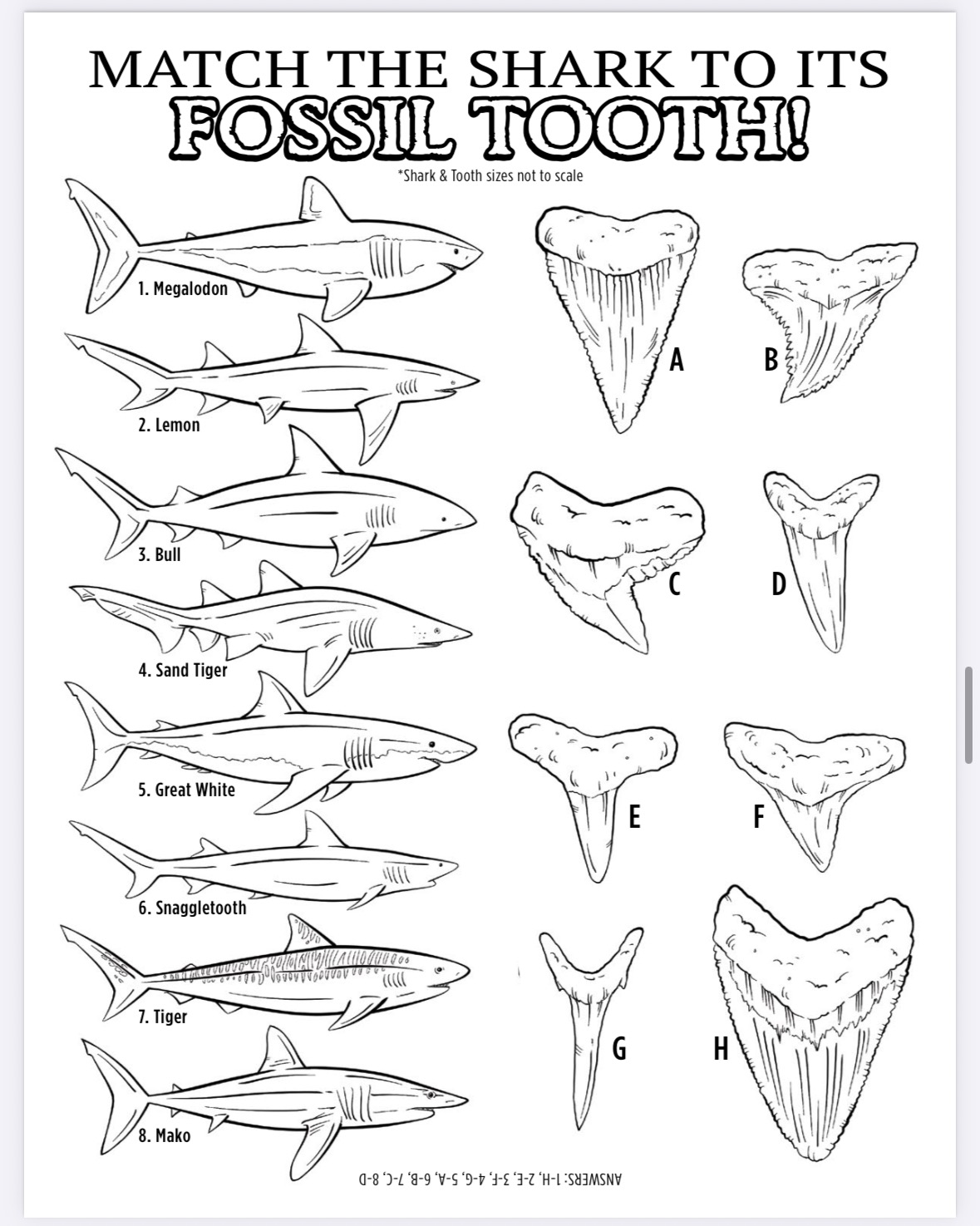 The Megalodon Shark Activity Book - Image 11