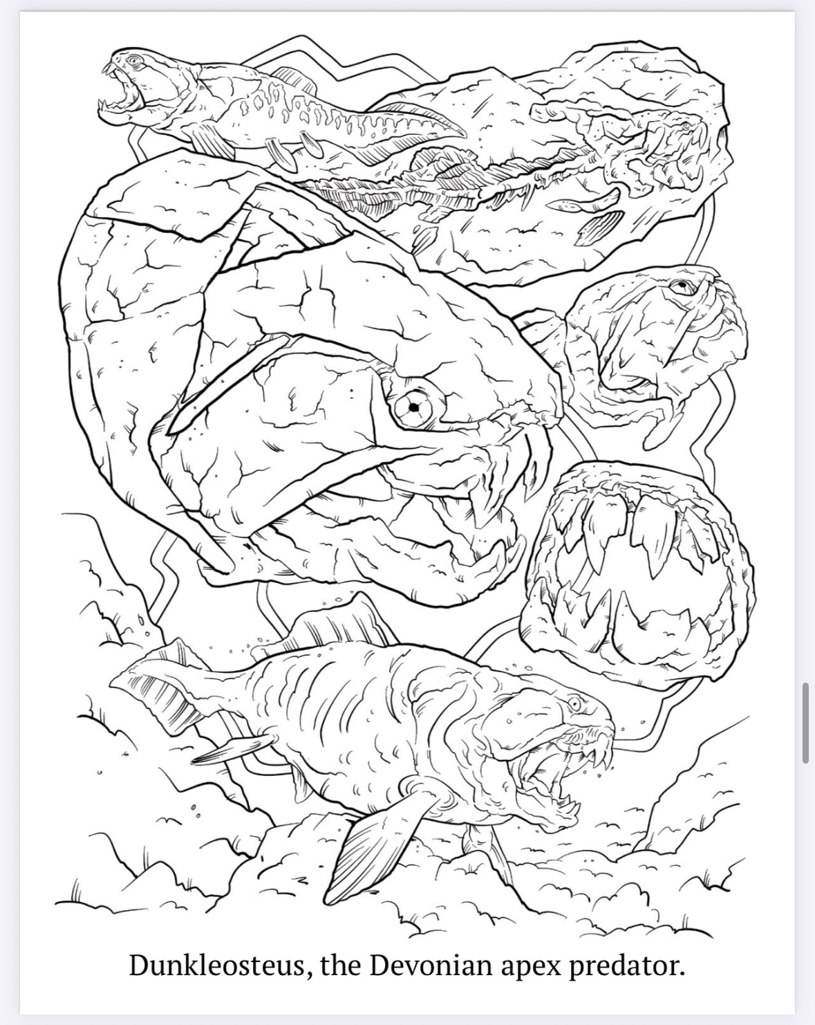 The Megalodon Shark Activity Book - Image 14
