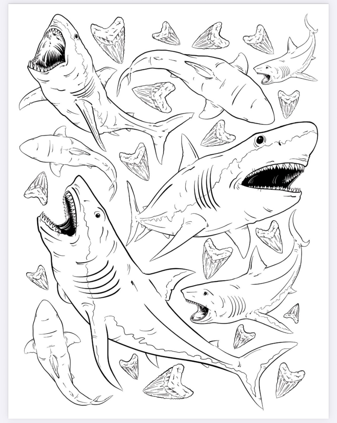 The Megalodon Shark Activity Book - Image 19