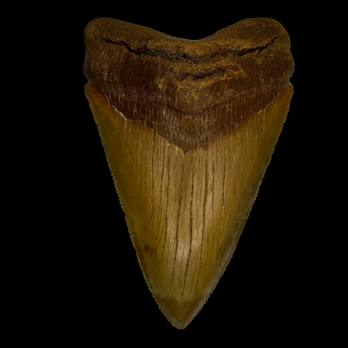 Fossil Chubutensis Tooth 3.86"