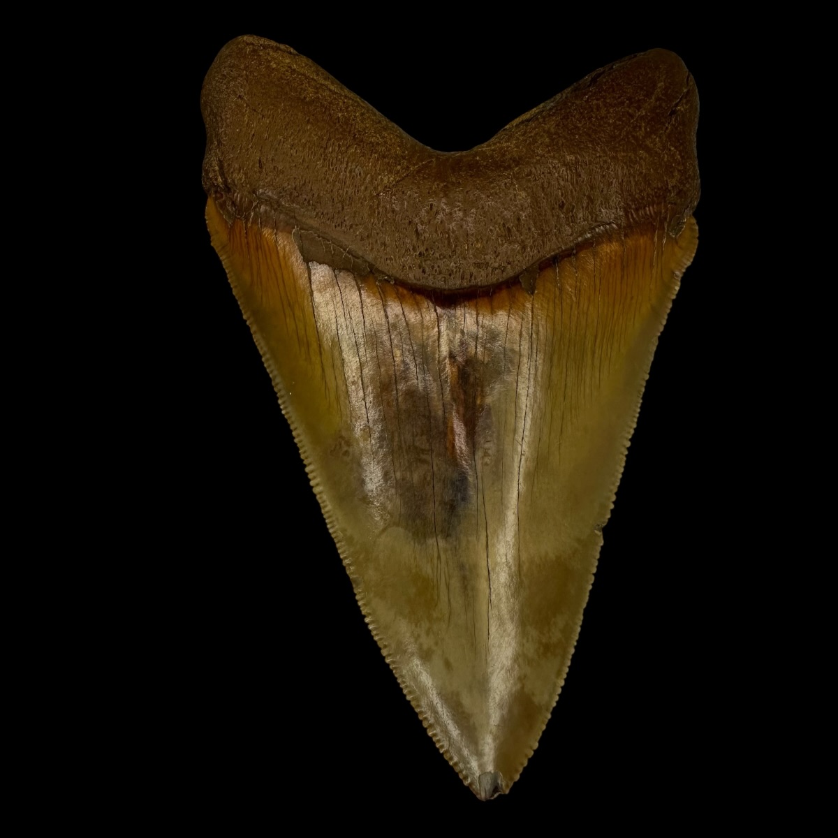 Fossil Chubutensis Tooth 3.86" - Image 2
