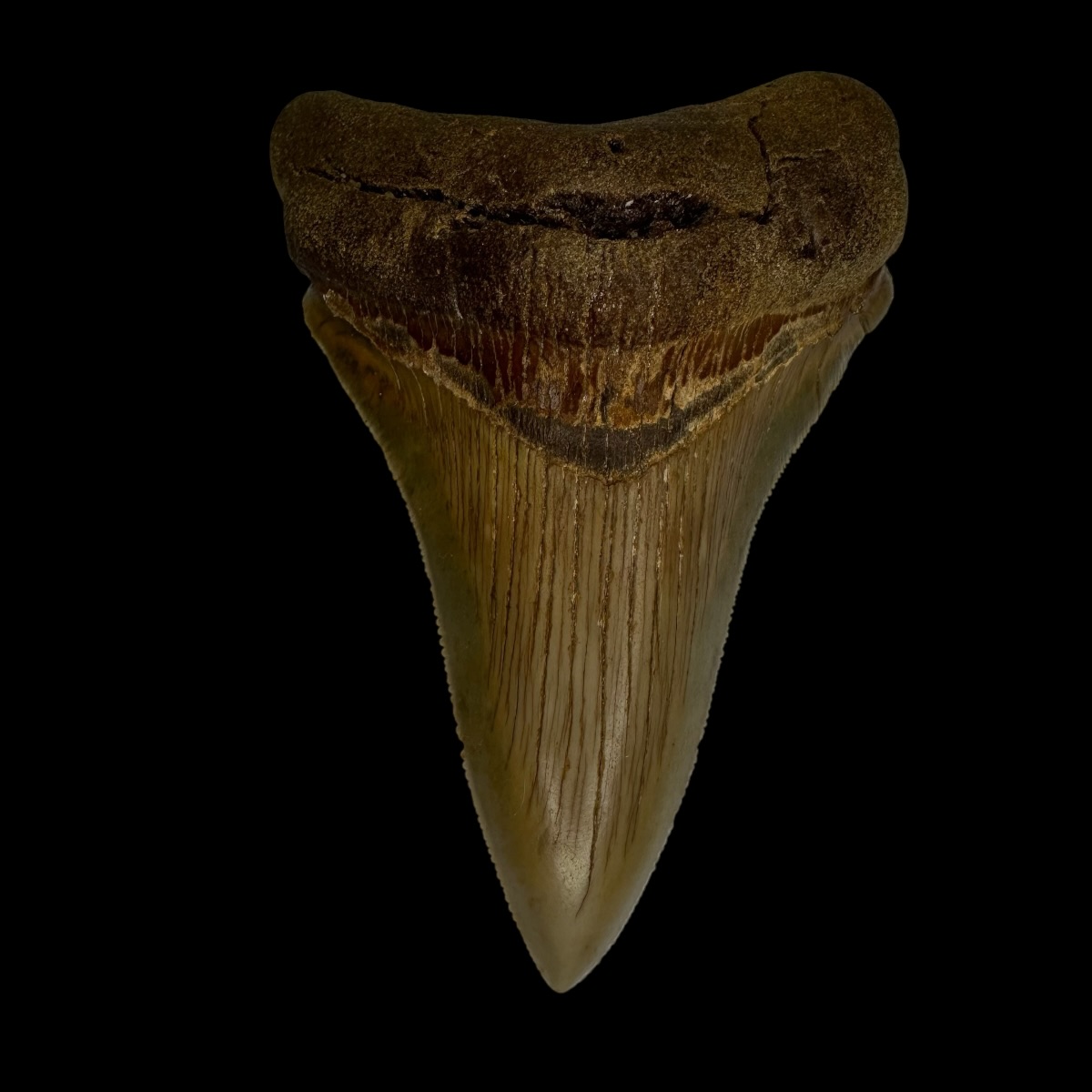 Chubutensis Tooth Fossil 3.40"