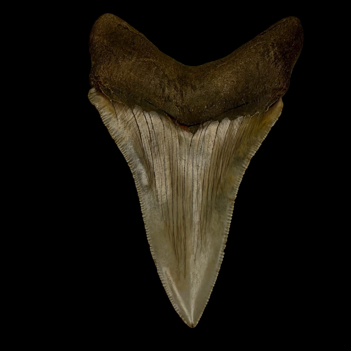 Chubutensis Tooth Fossil 3.40" - Image 2