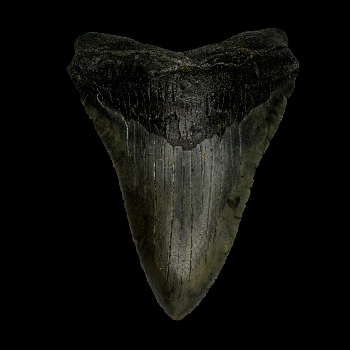Chubutensis Tooth Fossil 3.43"