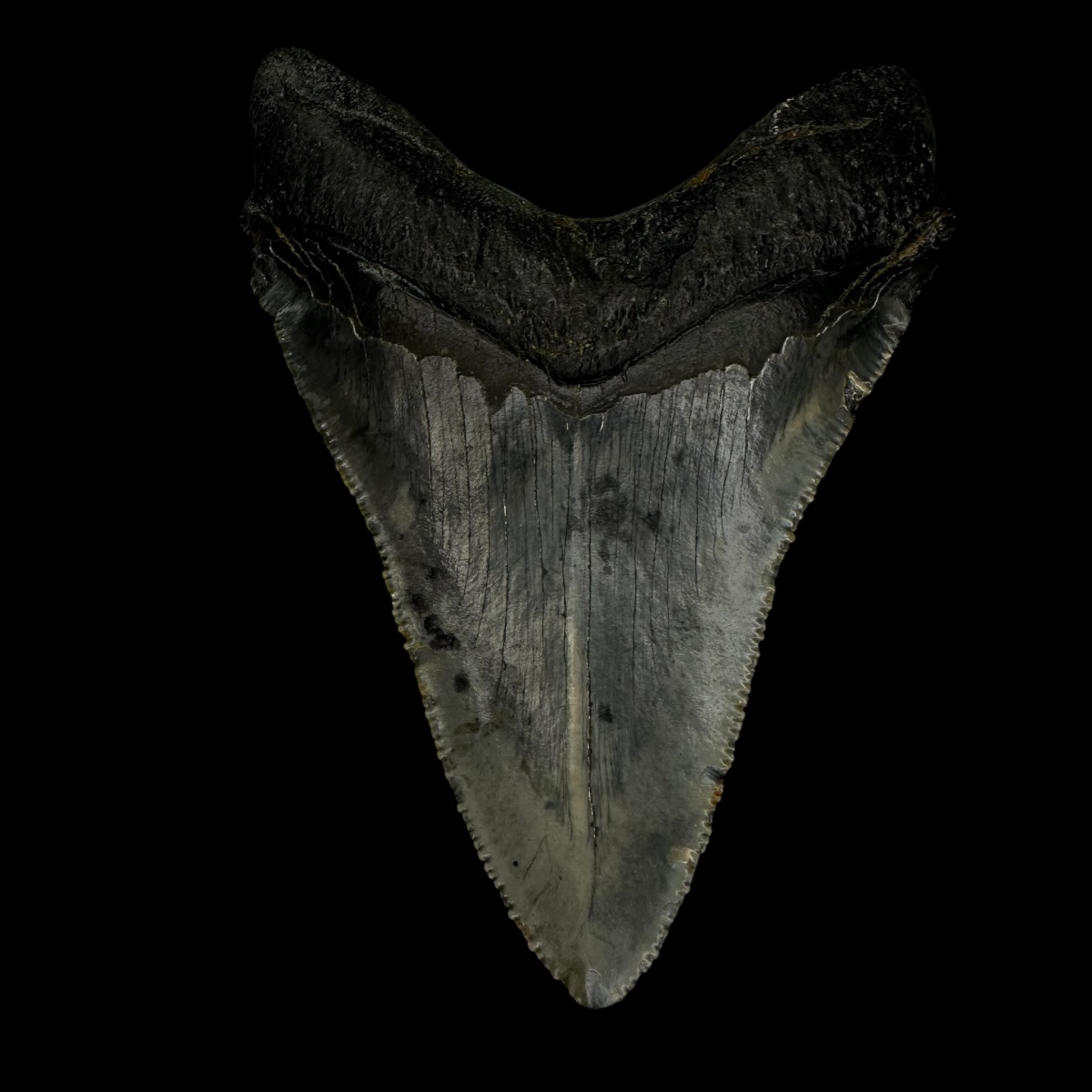 Chubutensis Tooth Fossil 3.43" - Image 2