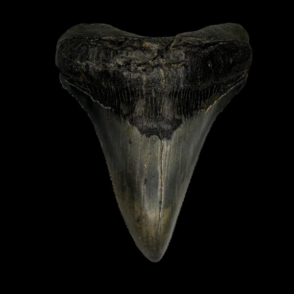 Chubutensis Tooth Fossil 3.36"