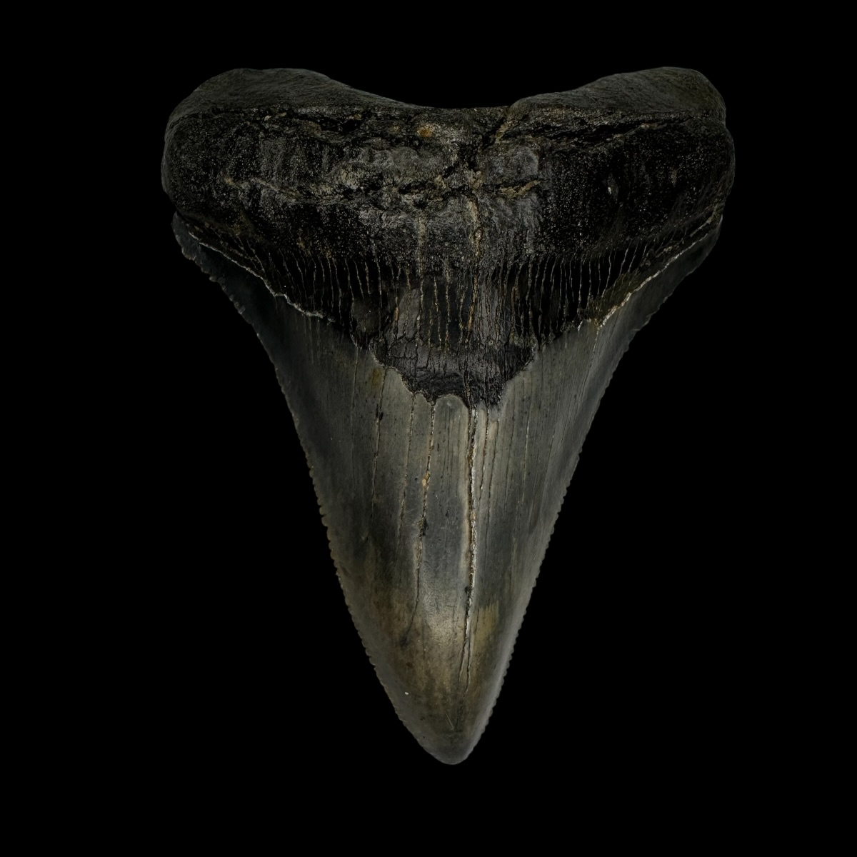 Chubutensis Tooth Fossil 3.36"