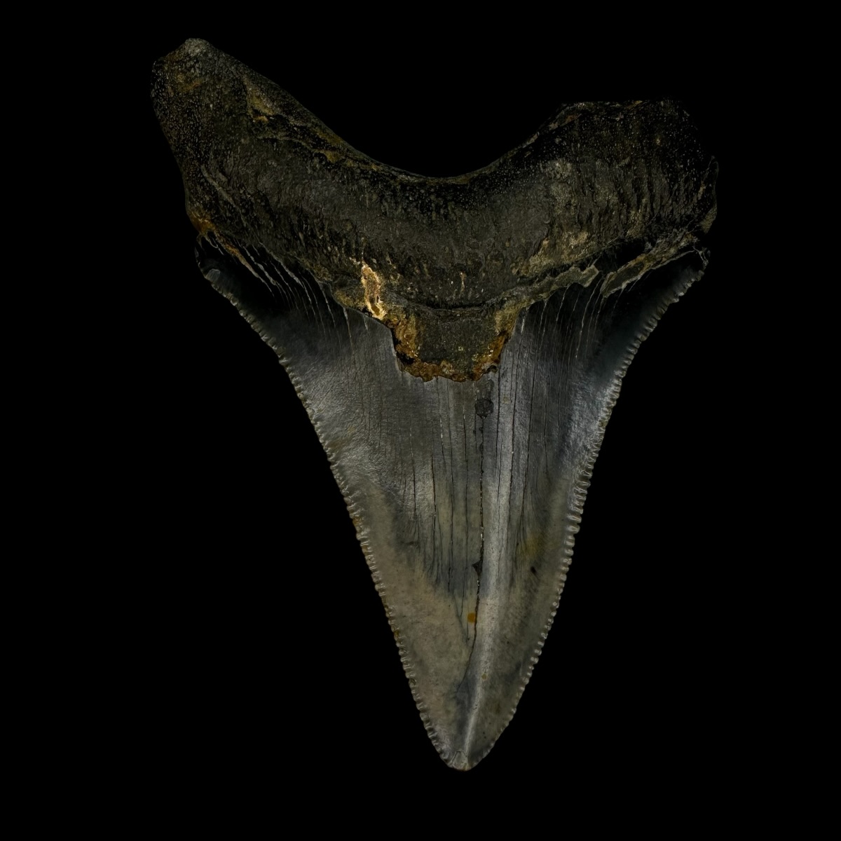 Chubutensis Tooth Fossil 3.36" - Image 2