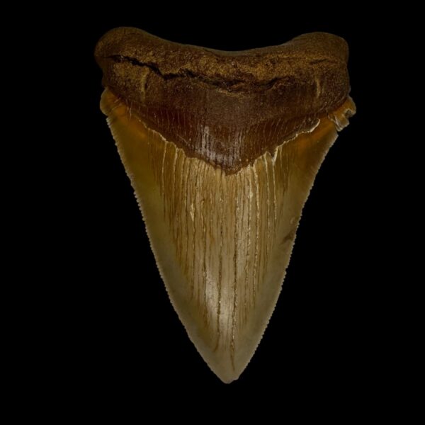 Chubutensis Tooth Fossil 3.15"