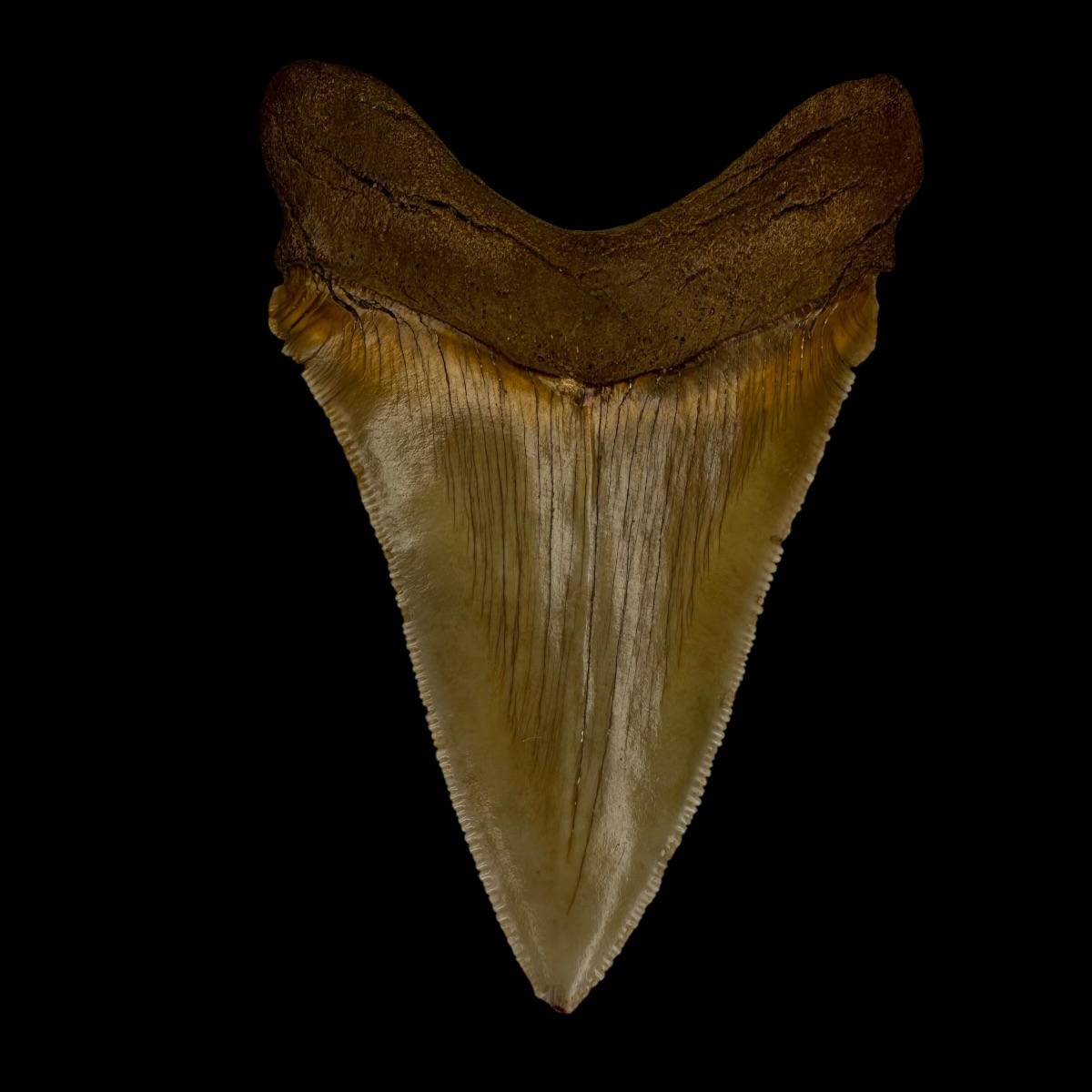 Chubutensis Tooth Fossil 3.15" - Image 2