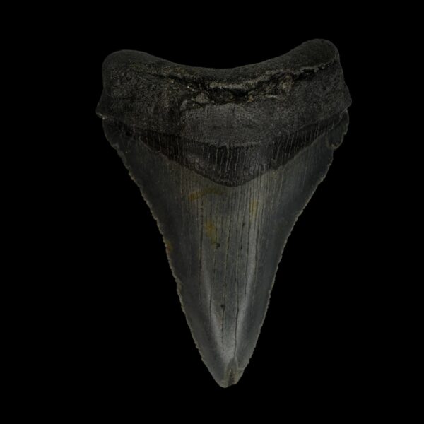 Chubutensis Tooth Fossil 2.95"