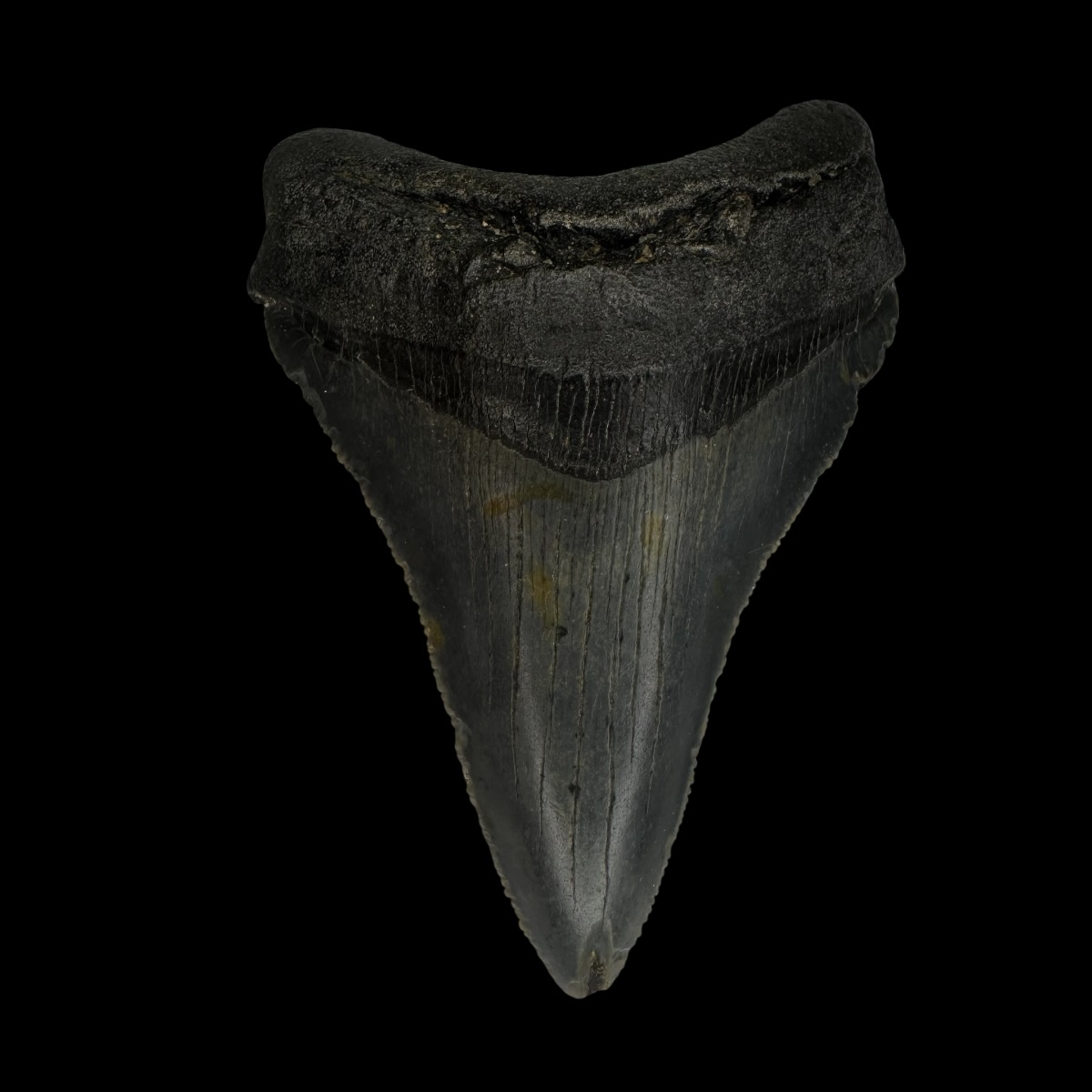 Chubutensis Tooth Fossil 2.95"