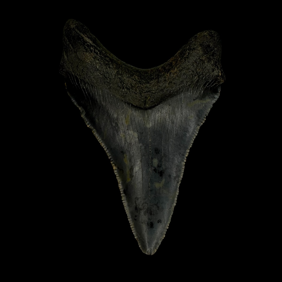 Chubutensis Tooth Fossil 2.95" - Image 2