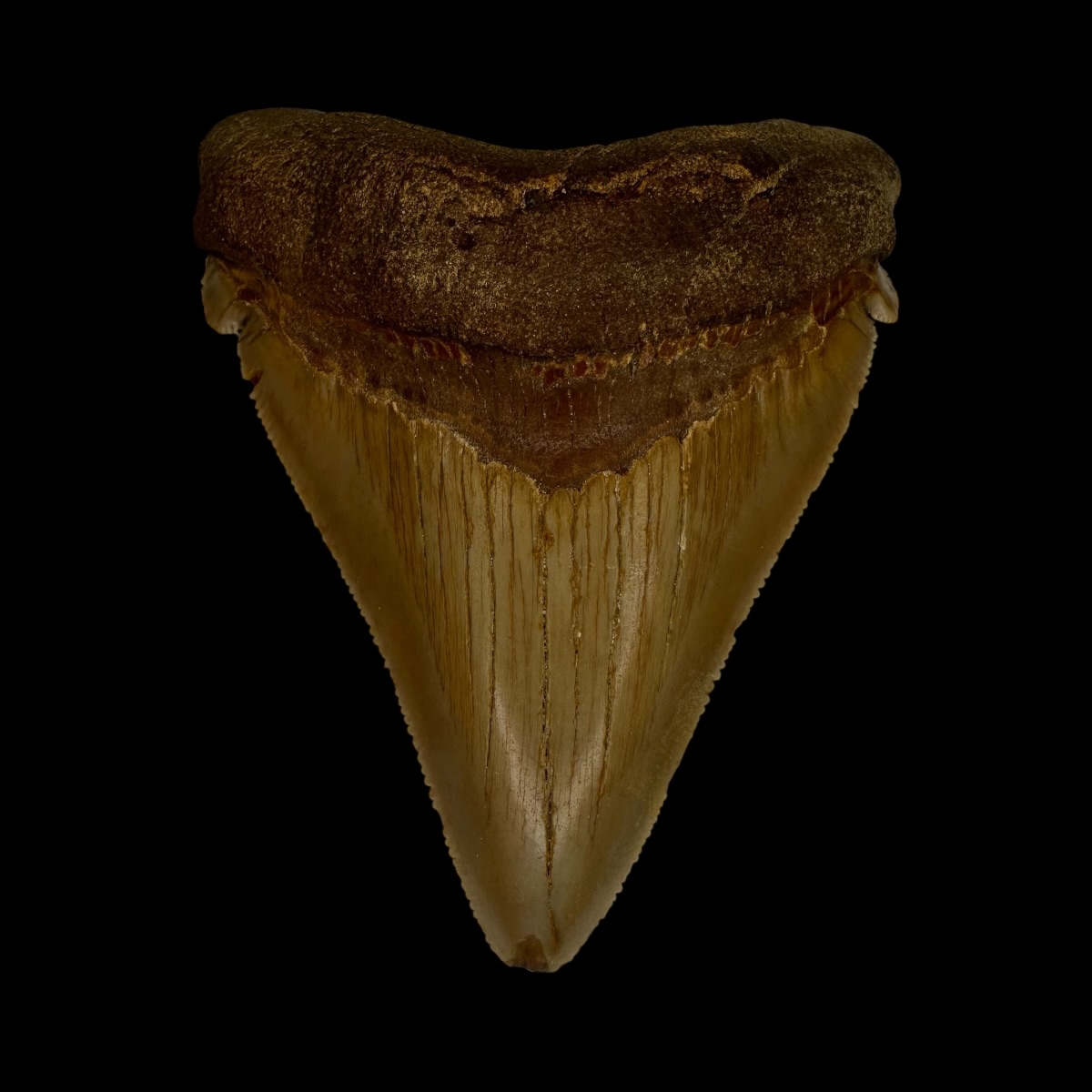 Chubutensis Tooth Fossil 2.82"