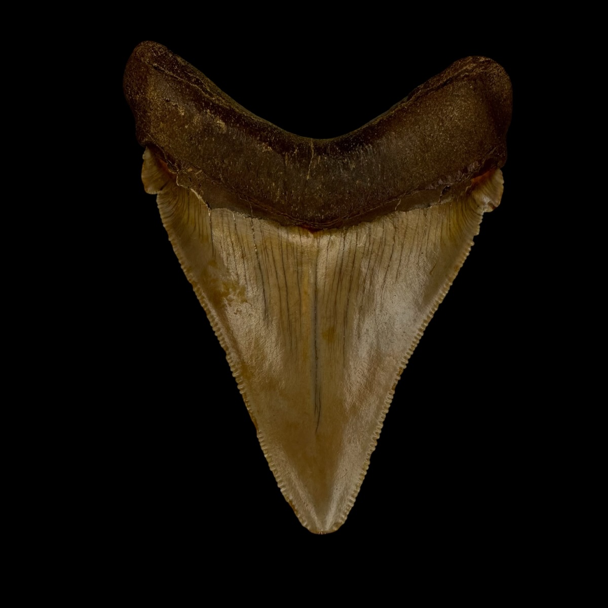 Chubutensis Tooth Fossil 2.82" - Image 2