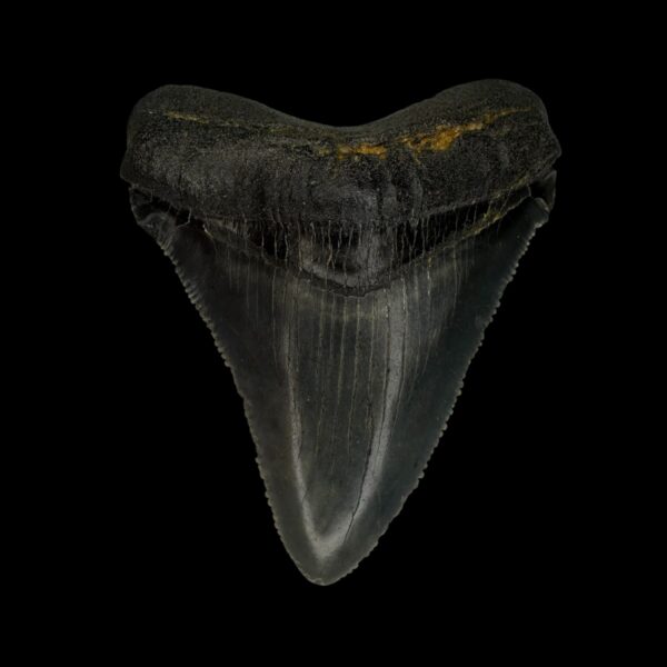 Chubutensis Tooth Fossil 2.43"