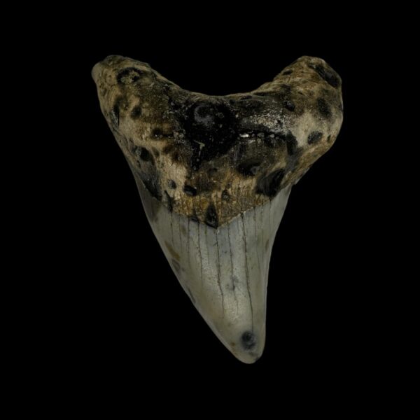 Paratodus Benedini Tooth Fossil 2.51"