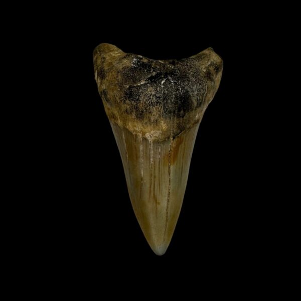 Paratodus Benedini Tooth Fossil 2.13"