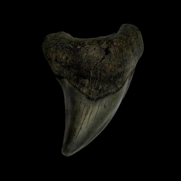 Paratodos Benedini Tooth Fossil 2.57"