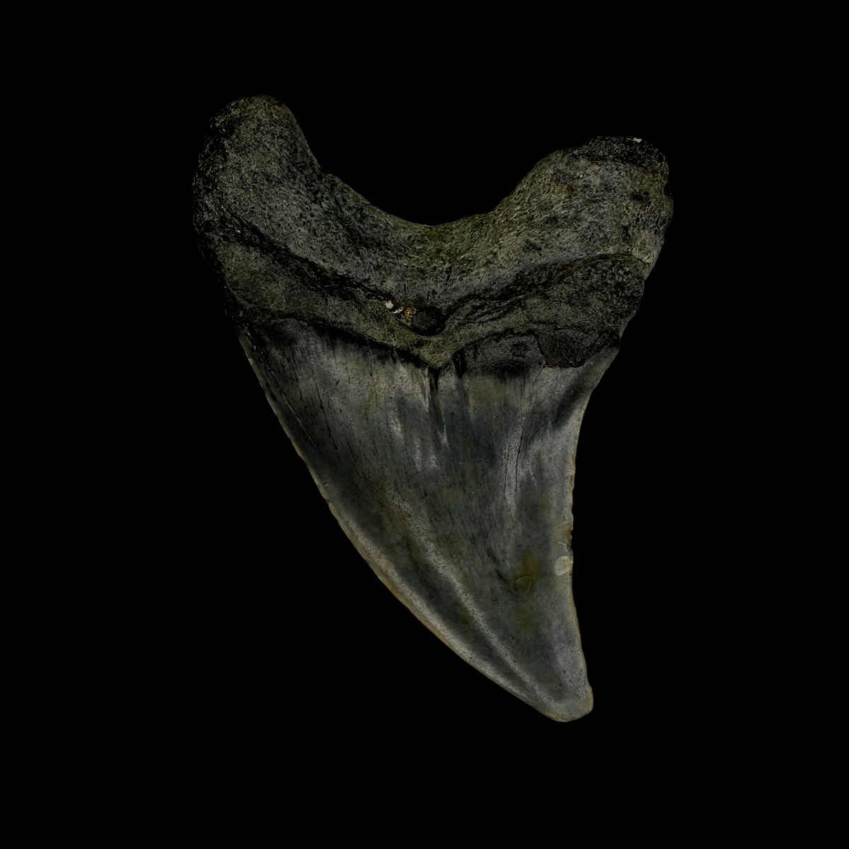 Paratodos Benedini Tooth Fossil 2.57" - Image 2