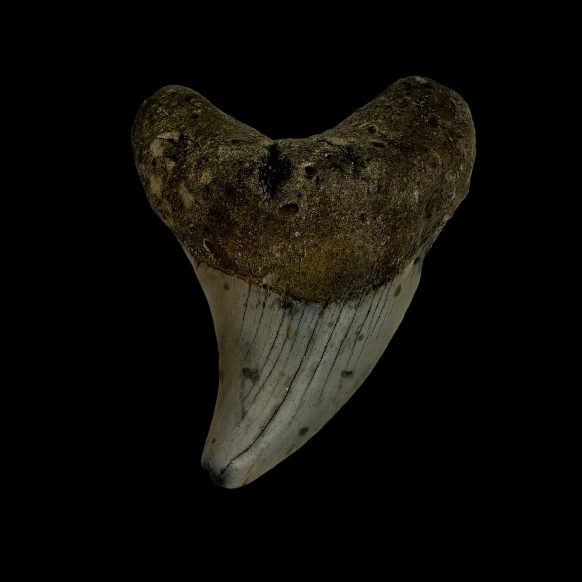 Paratodus Benedini Tooth Fossil 2.56"