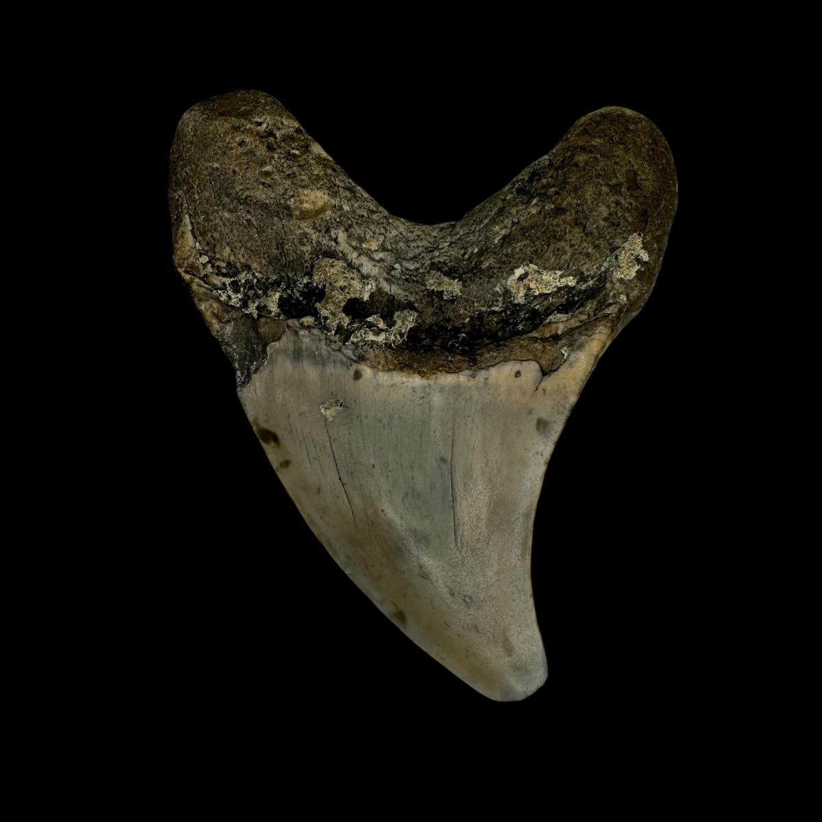 Paratodus Benedini Tooth Fossil 2.56" - Image 2