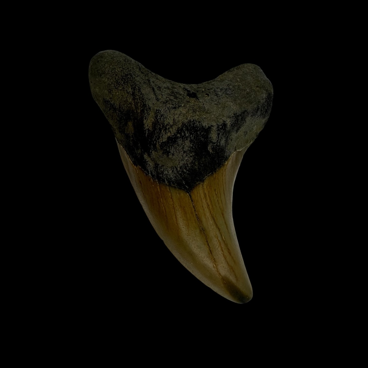Paratodus Benedini Tooth Fossil 2.11"