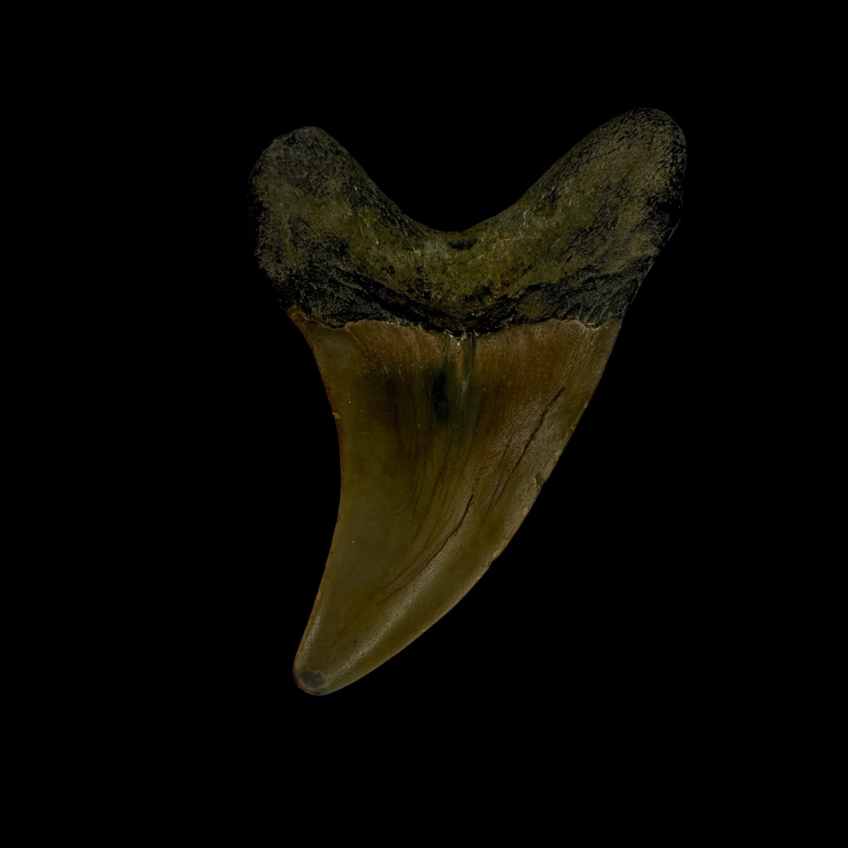 Paratodus Benedini Tooth Fossil 2.11" - Image 2