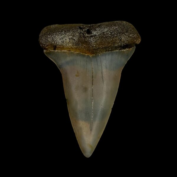 Mako Tooth Fossil 2.20"