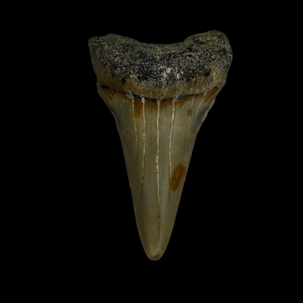 Mako Tooth Fossil 2.27"