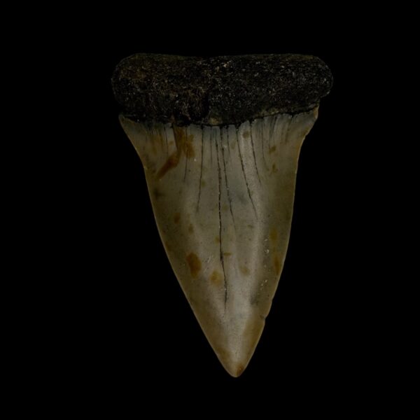 Mako Tooth Fossil 2.43"
