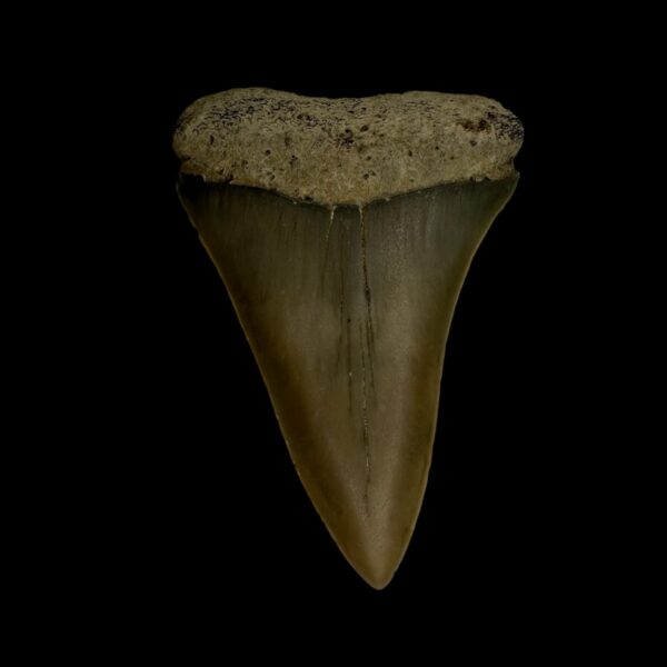 Mako Tooth Fossil 2.27"