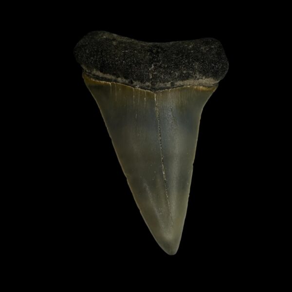 Mako Tooth Fossil 2.31"