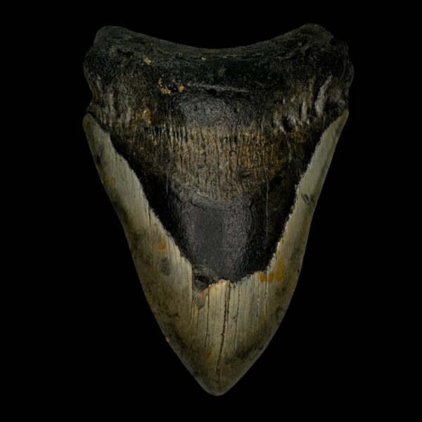 5.04" Megalodon Tooth Fossil