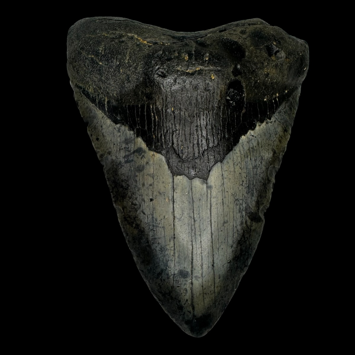4.88" Megalodon Tooth Fossil