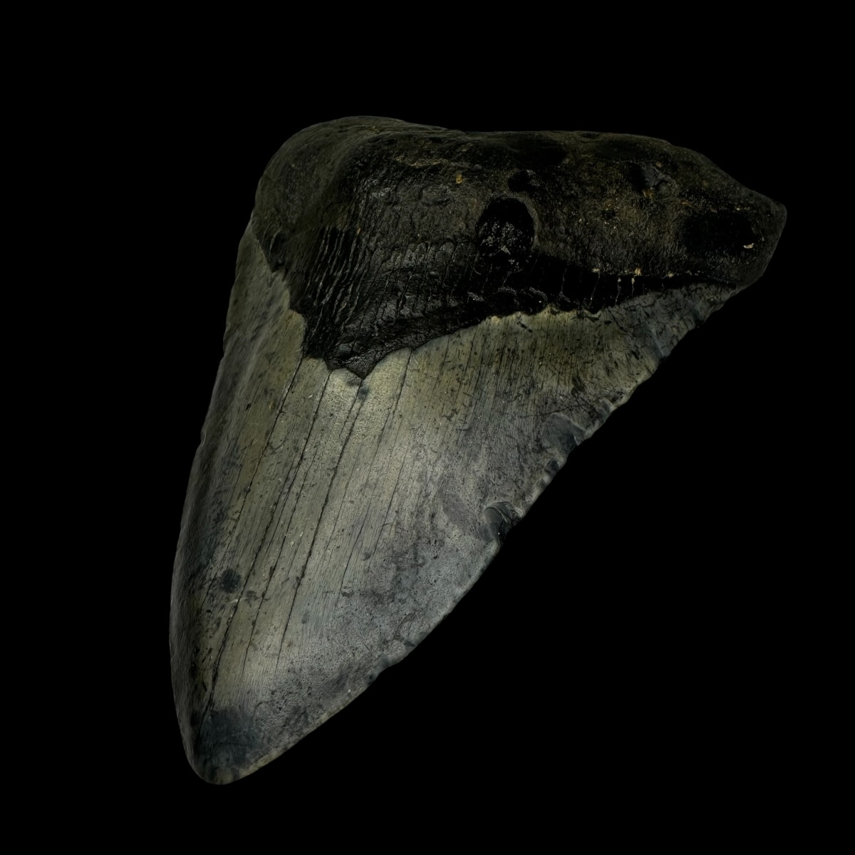 4.88" Megalodon Tooth Fossil - Image 3