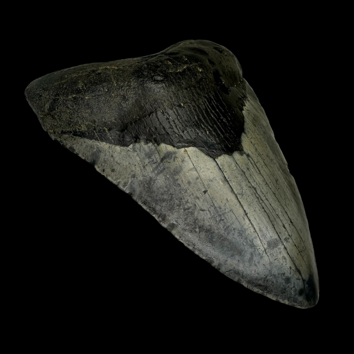 4.88" Megalodon Tooth Fossil - Image 4