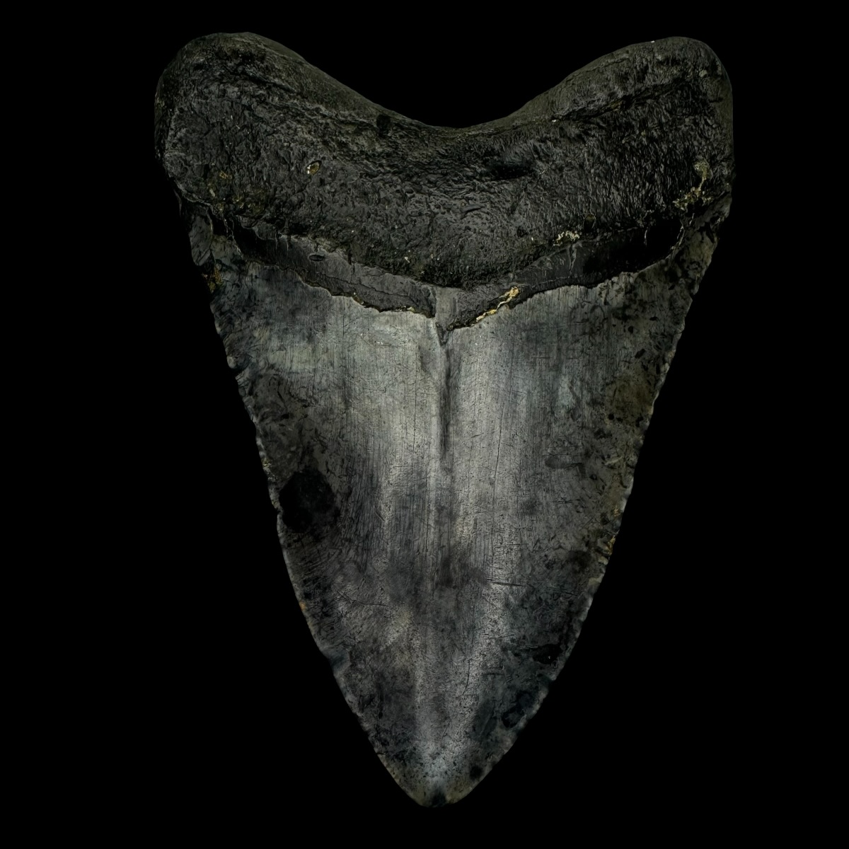 4.88" Megalodon Tooth Fossil - Image 2