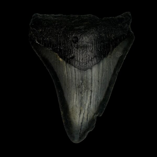 3.57" Megalodon Tooth Fossil
