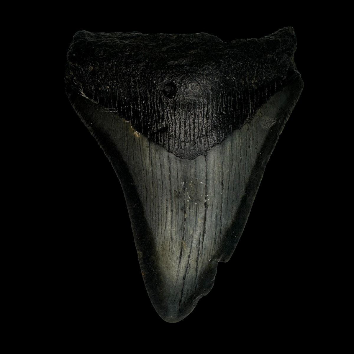 3.57" Megalodon Tooth Fossil