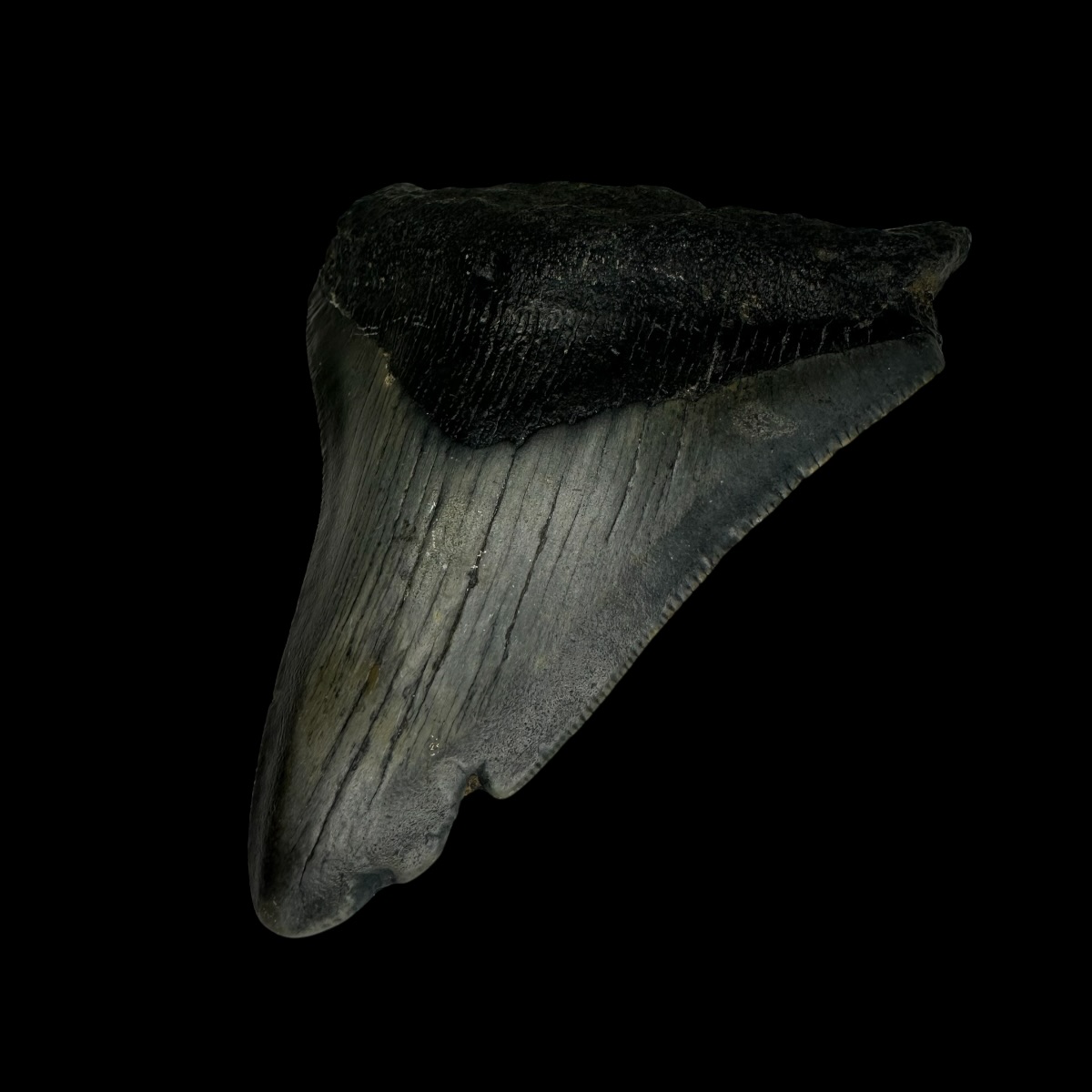 3.57" Megalodon Tooth Fossil - Image 3