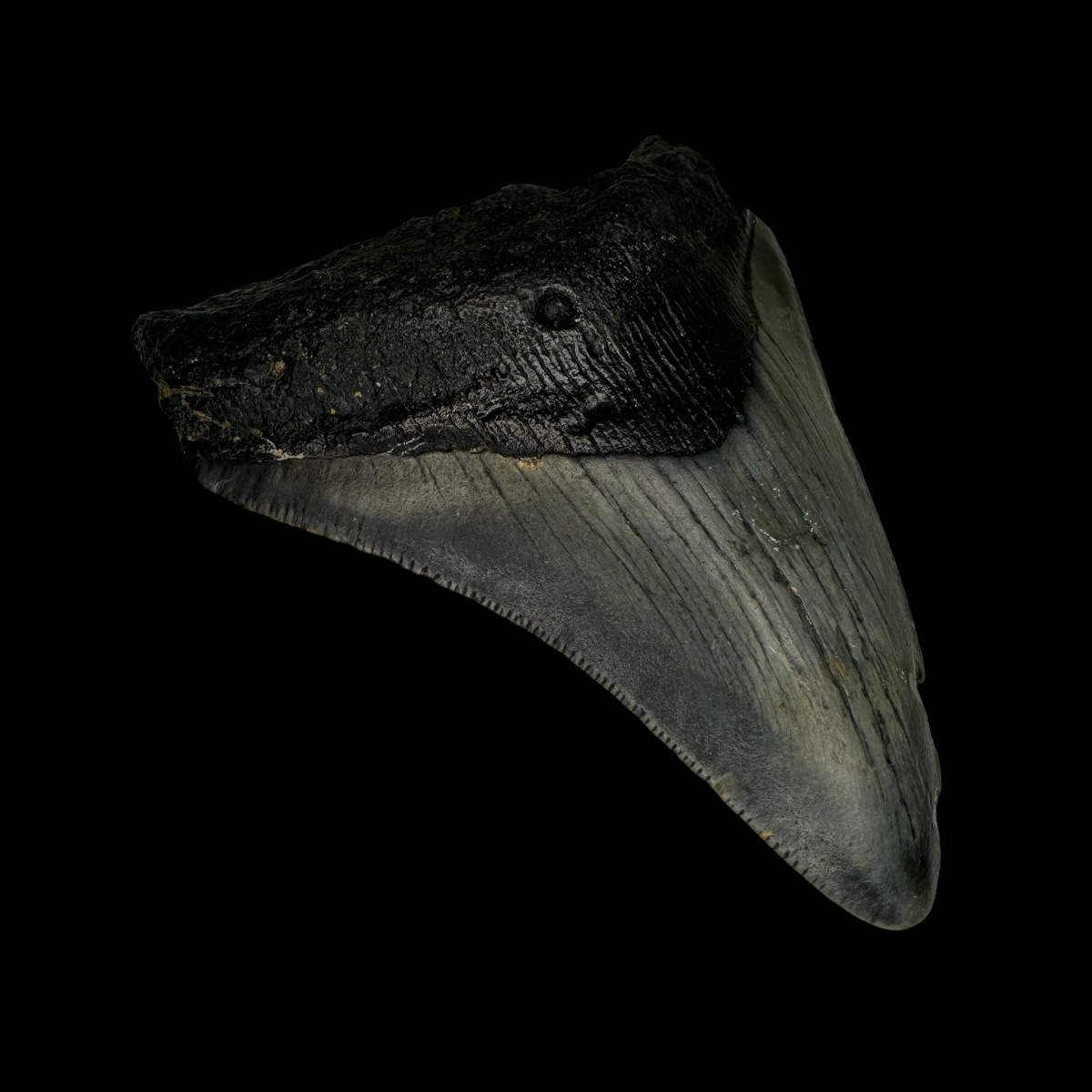 3.57" Megalodon Tooth Fossil - Image 4