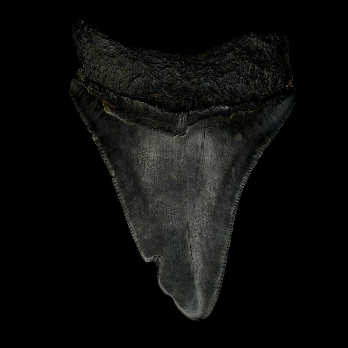 3.57" Megalodon Tooth Fossil - Image 2