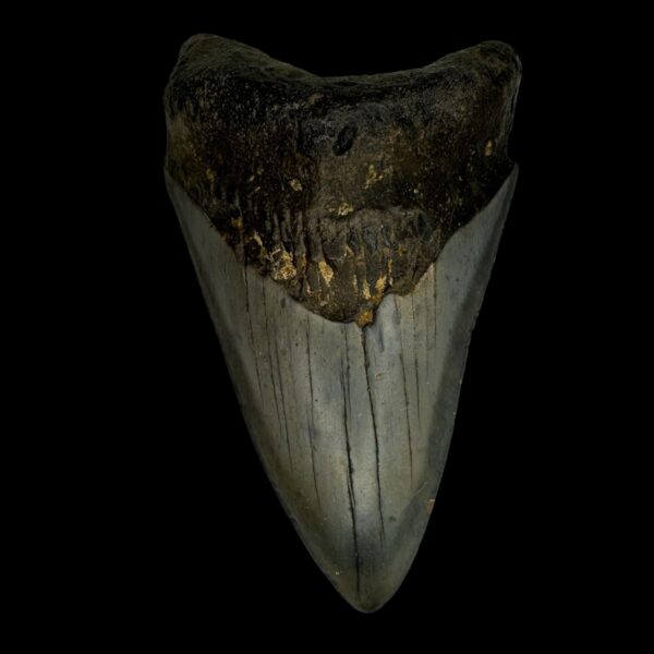 4.07" Megalodon Tooth Fossil