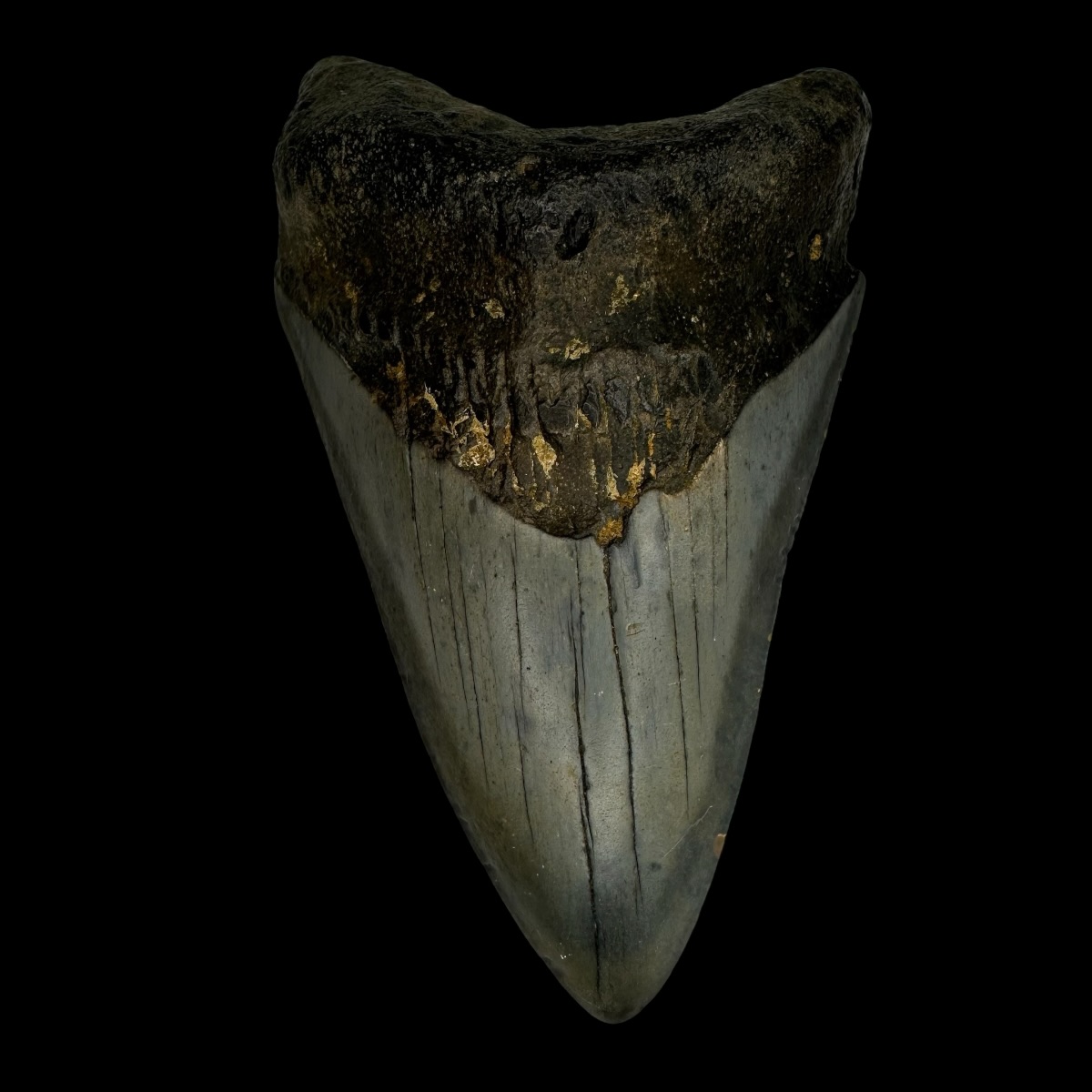 4.07" Megalodon Tooth Fossil