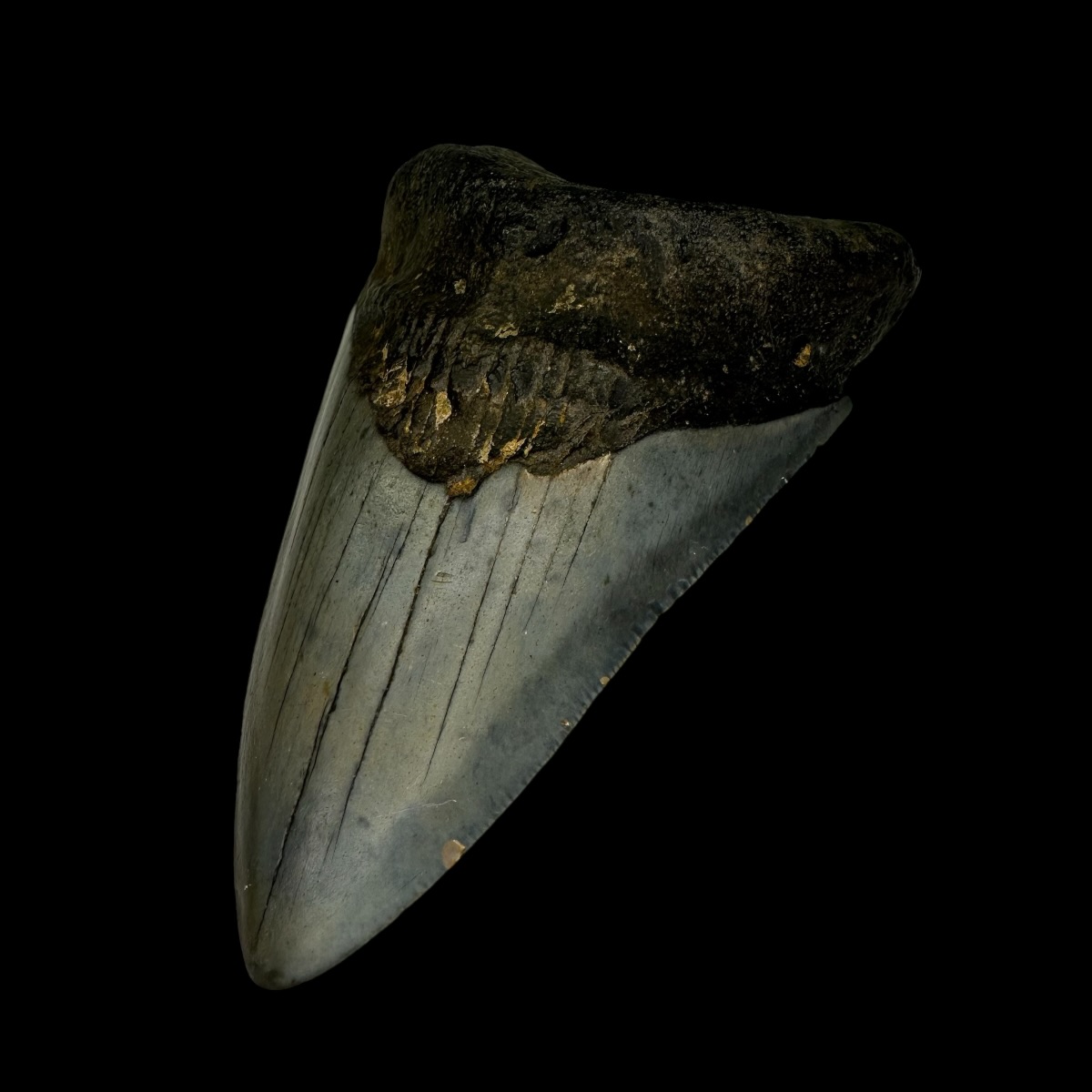 4.07" Megalodon Tooth Fossil - Image 3
