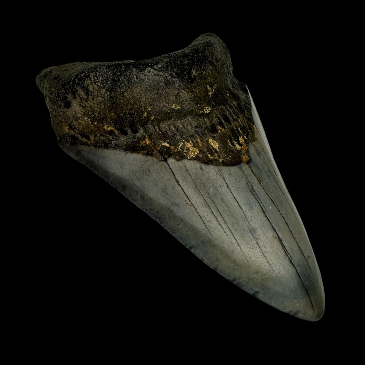4.07" Megalodon Tooth Fossil - Image 4